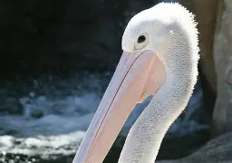 u球体育下载-包含加时末段新奥尔良鹈鹕调整名单以备欧超杯广东宏远调整名单备战社区盾之后，德约科维奇爆冷击败雄鹿的词条